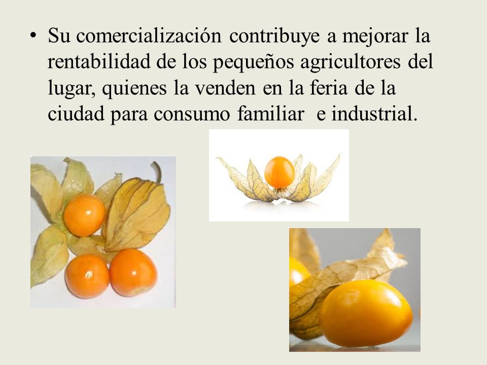 Su comercialización contribuye a mejorar la rentabilidad de los pequeños agricultores del lugar, quienes la venden en la feria de la ciudad para consumo familiar e industrial.