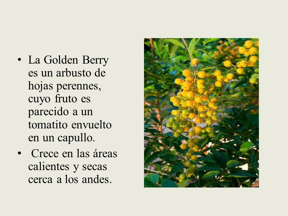 La Golden Berry es un arbusto de hojas perennes, cuyo fruto es parecido a un tomatito envuelto en un capullo.