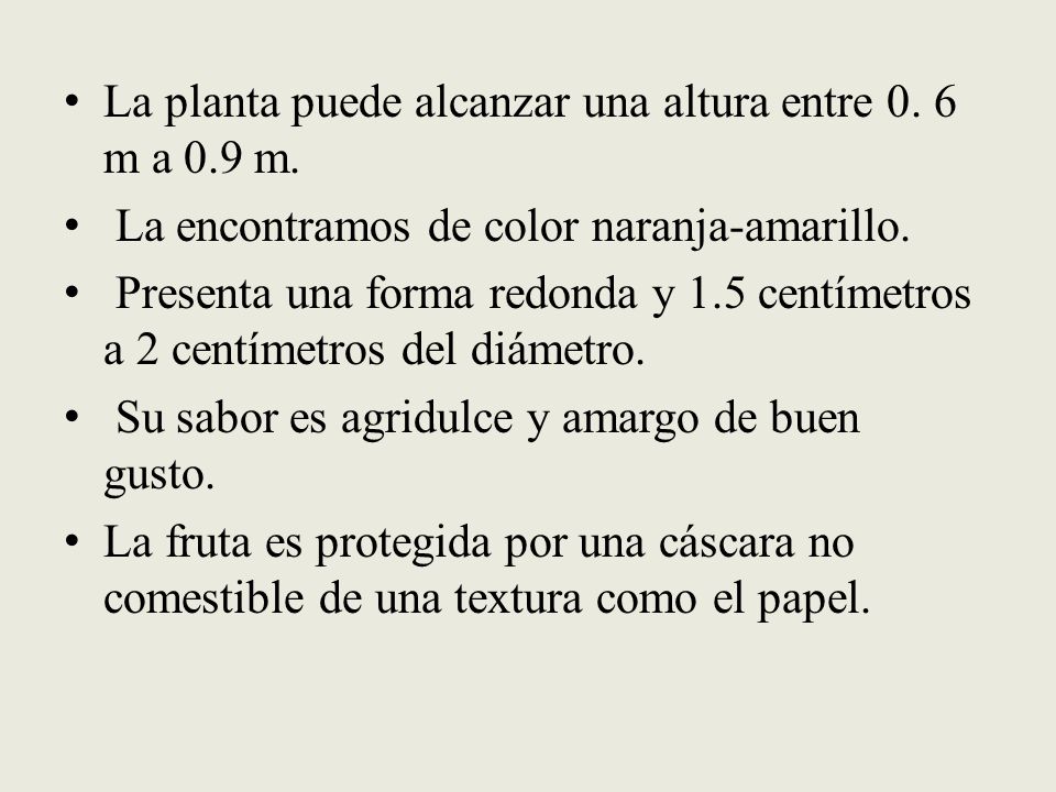 La planta puede alcanzar una altura entre 0. 6 m a 0.9 m.