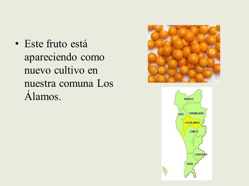 Este fruto está apareciendo como nuevo cultivo en nuestra comuna Los Álamos.