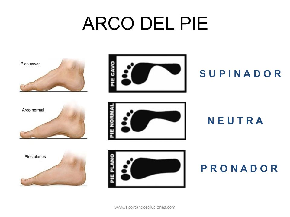 ARCO DEL PIE S U P I N A D O R N E U T R A P R O N A D O R
