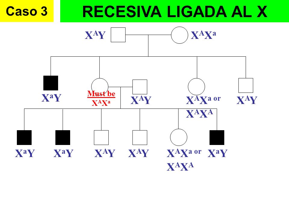 RECESIVA LIGADA AL X Caso 3 XAY XAXa XaY XAY XAXa or XAXA XAY XaY XaY