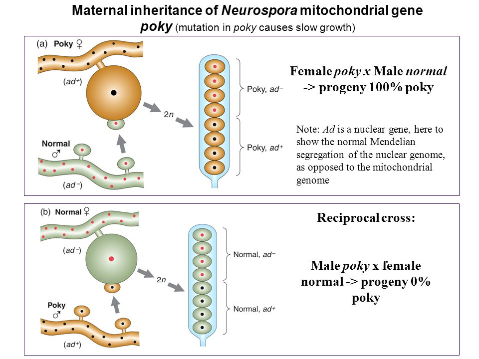 Female poky x Male normal -> progeny 100% poky