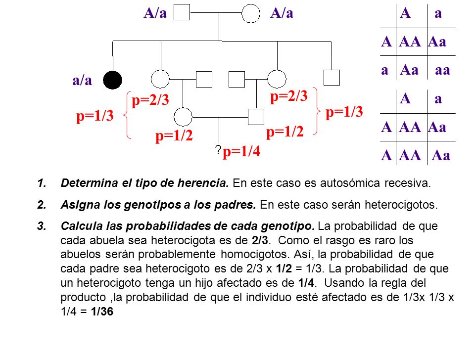 A/a A/a A a A AA Aa a Aa aa a/a p=2/3 p=2/3 A a A AA Aa A AA Aa p=1/3
