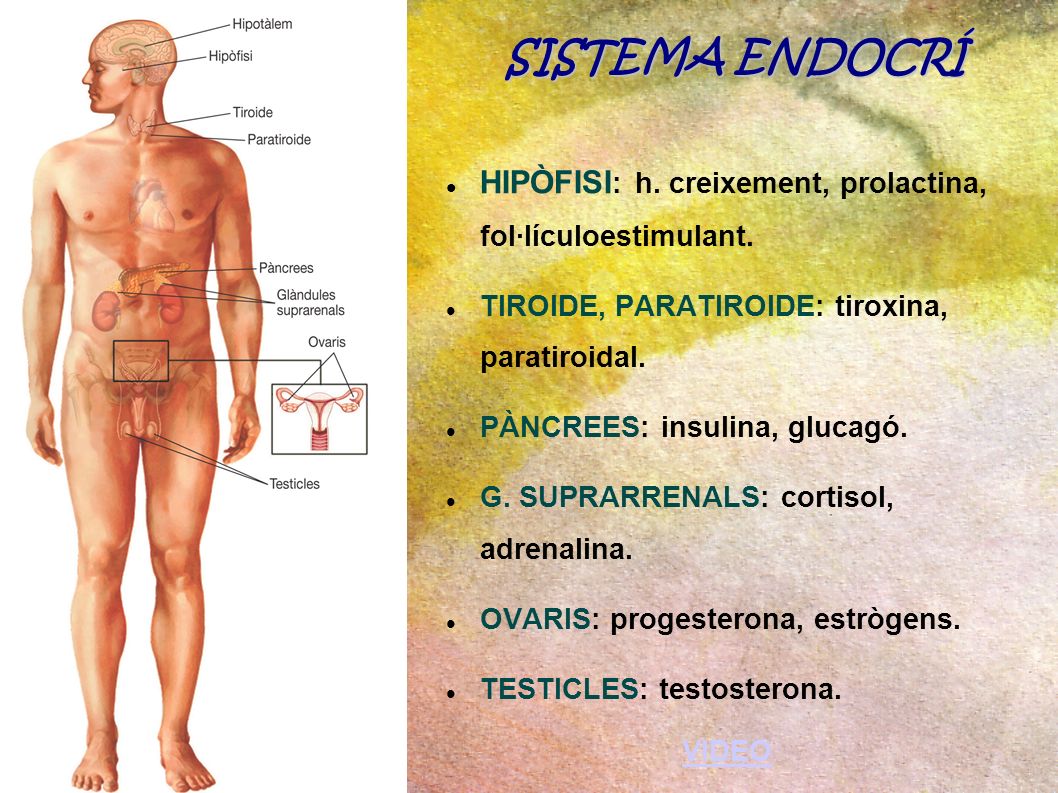 SISTEMA ENDOCRÍ HIPÒFISI: h. creixement, prolactina, fol·lículoestimulant. TIROIDE, PARATIROIDE: tiroxina, paratiroidal.