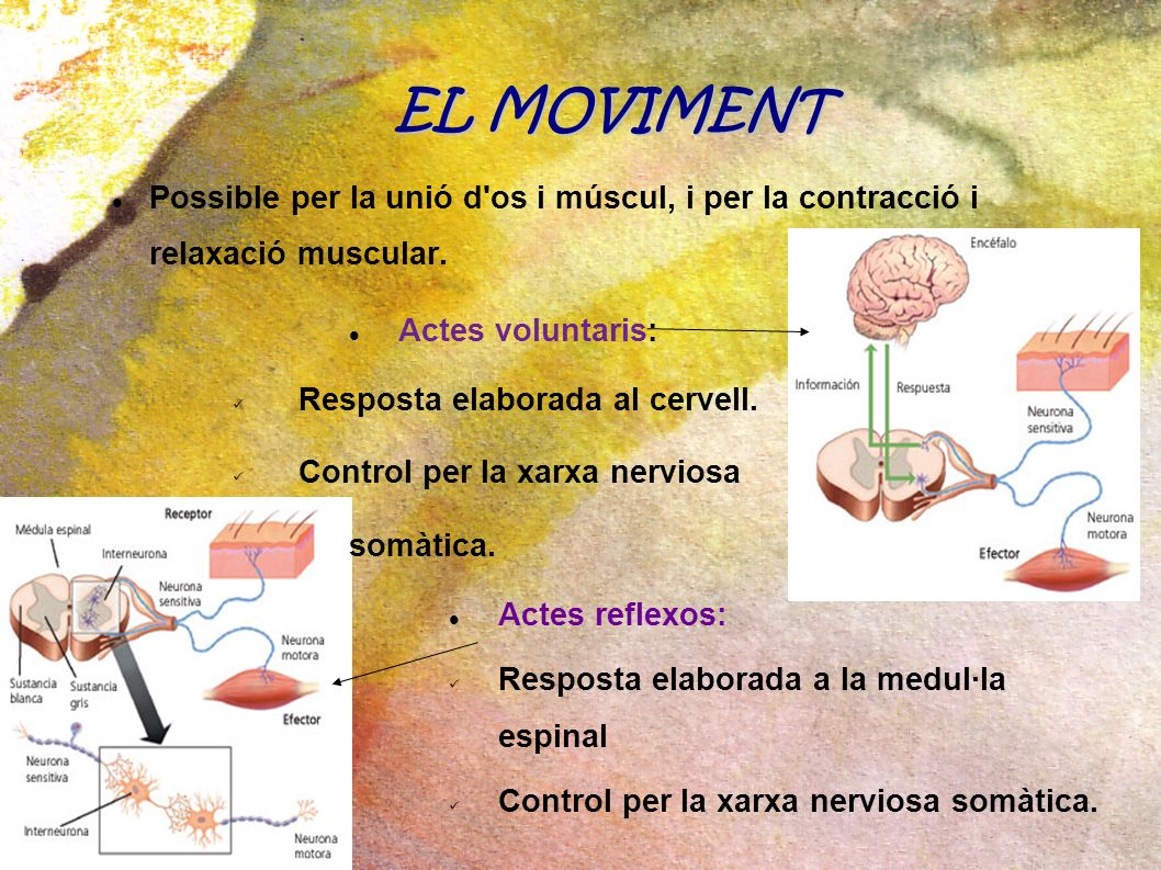 EL MOVIMENT Possible per la unió d os i múscul, i per la contracció i relaxació muscular. Actes voluntaris:
