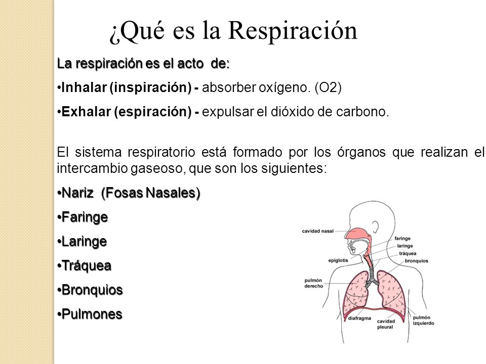 ¿Qué es la Respiración La respiración es el acto de: