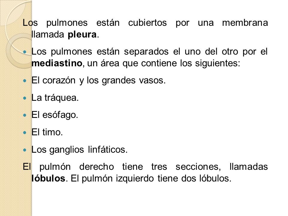 Los pulmones están cubiertos por una membrana llamada pleura.
