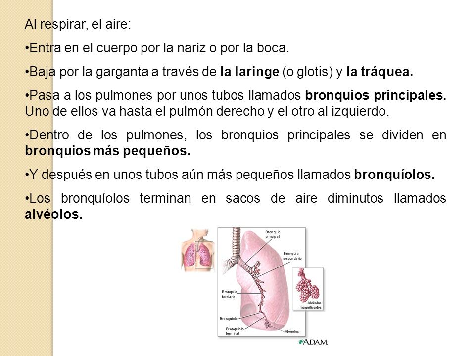 Al respirar, el aire: Entra en el cuerpo por la nariz o por la boca. Baja por la garganta a través de la laringe (o glotis) y la tráquea.