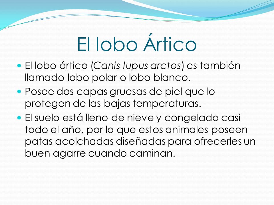 El lobo Ártico El lobo ártico (Canis lupus arctos) es también llamado lobo polar o lobo blanco.