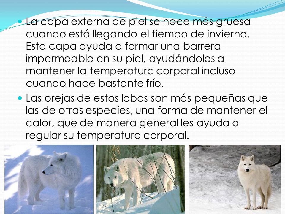 La capa externa de piel se hace más gruesa cuando está llegando el tiempo de invierno. Esta capa ayuda a formar una barrera impermeable en su piel, ayudándoles a mantener la temperatura corporal incluso cuando hace bastante frío.