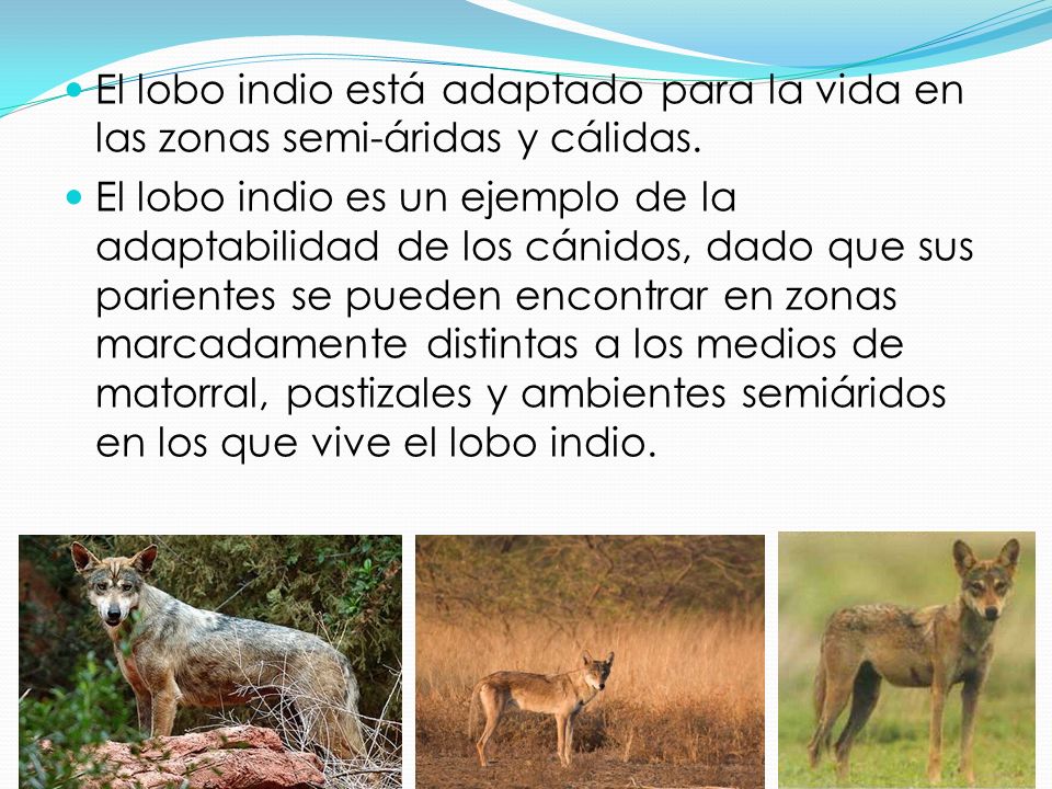 El lobo indio está adaptado para la vida en las zonas semi-áridas y cálidas.