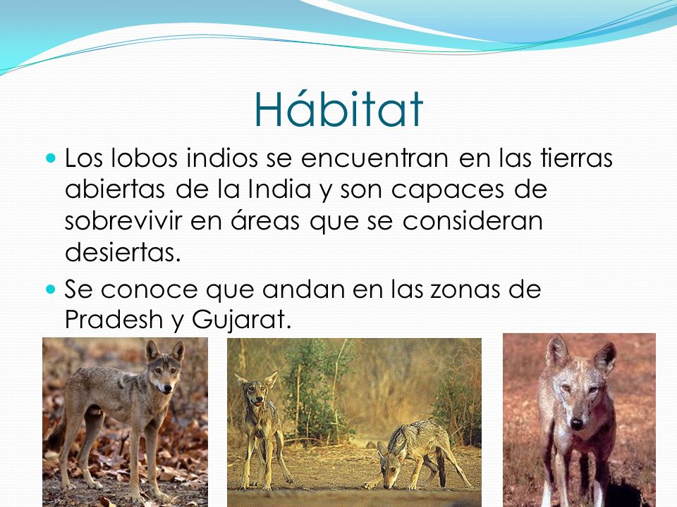 Hábitat Los lobos indios se encuentran en las tierras abiertas de la India y son capaces de sobrevivir en áreas que se consideran desiertas.