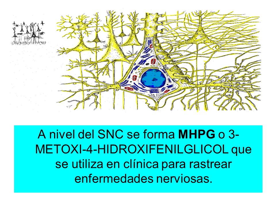 A nivel del SNC se forma MHPG o 3-METOXI-4-HIDROXIFENILGLICOL que se utiliza en clínica para rastrear enfermedades nerviosas.