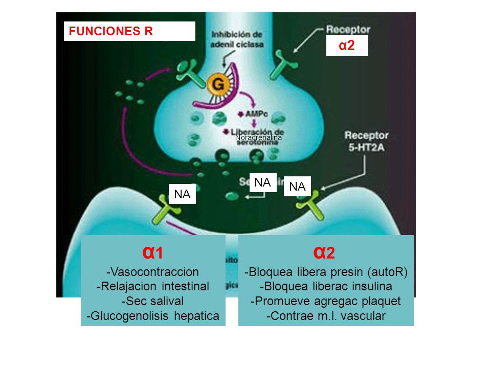 α1 α2 α2 FUNCIONES R NA NA NA -Vasocontraccion -Relajacion intestinal