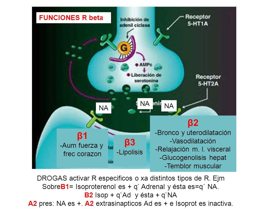 β2 β1 β3 FUNCIONES R beta NA NA NA -Bronco y uterodilatación