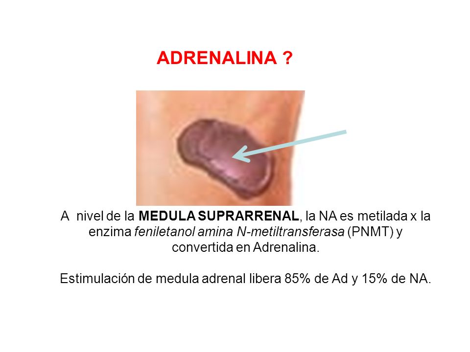 Estimulación de medula adrenal libera 85% de Ad y 15% de NA.