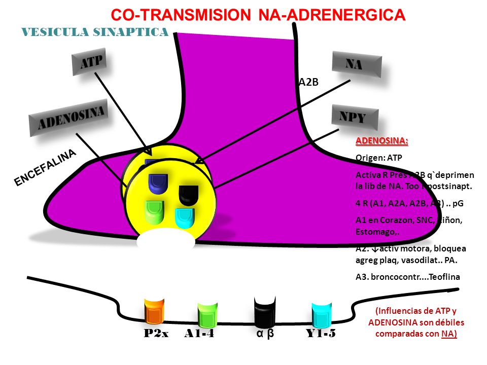 (Influencias de ATP y ADENOSINA son débiles comparadas con NA)