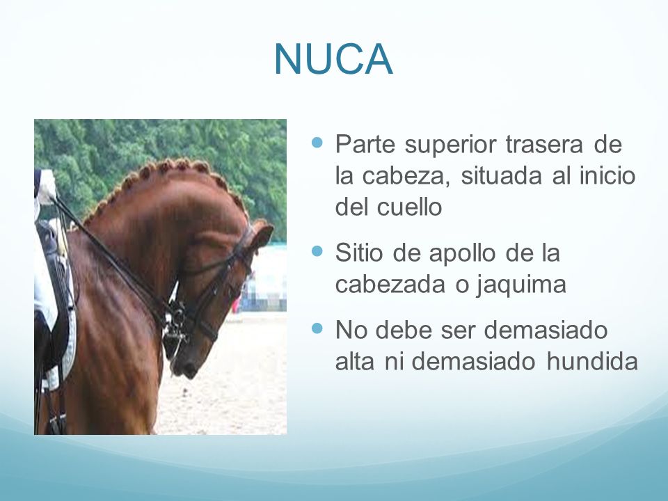 NUCA Parte superior trasera de la cabeza, situada al inicio del cuello