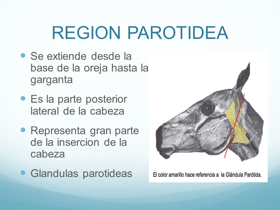 REGION PAROTIDEA Se extiende desde la base de la oreja hasta la garganta. Es la parte posterior lateral de la cabeza.