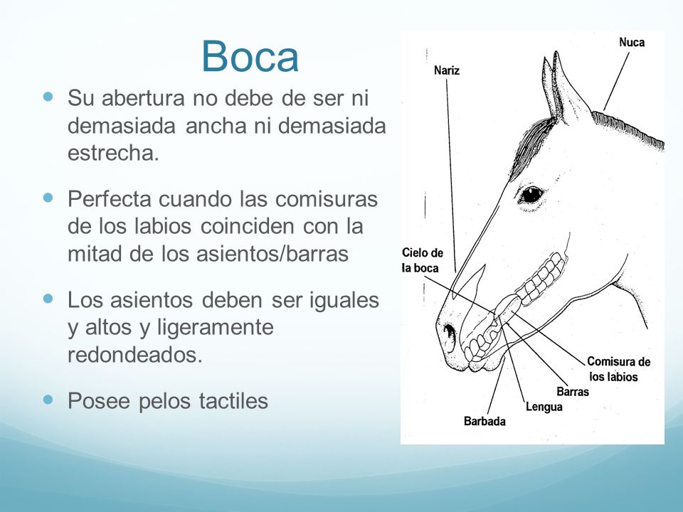 Boca Su abertura no debe de ser ni demasiada ancha ni demasiada estrecha.