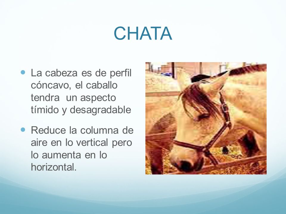 CHATA La cabeza es de perfil cóncavo, el caballo tendra un aspecto tímido y desagradable.