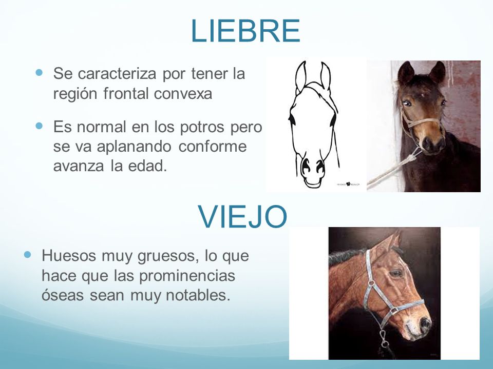 LIEBRE VIEJO Se caracteriza por tener la región frontal convexa