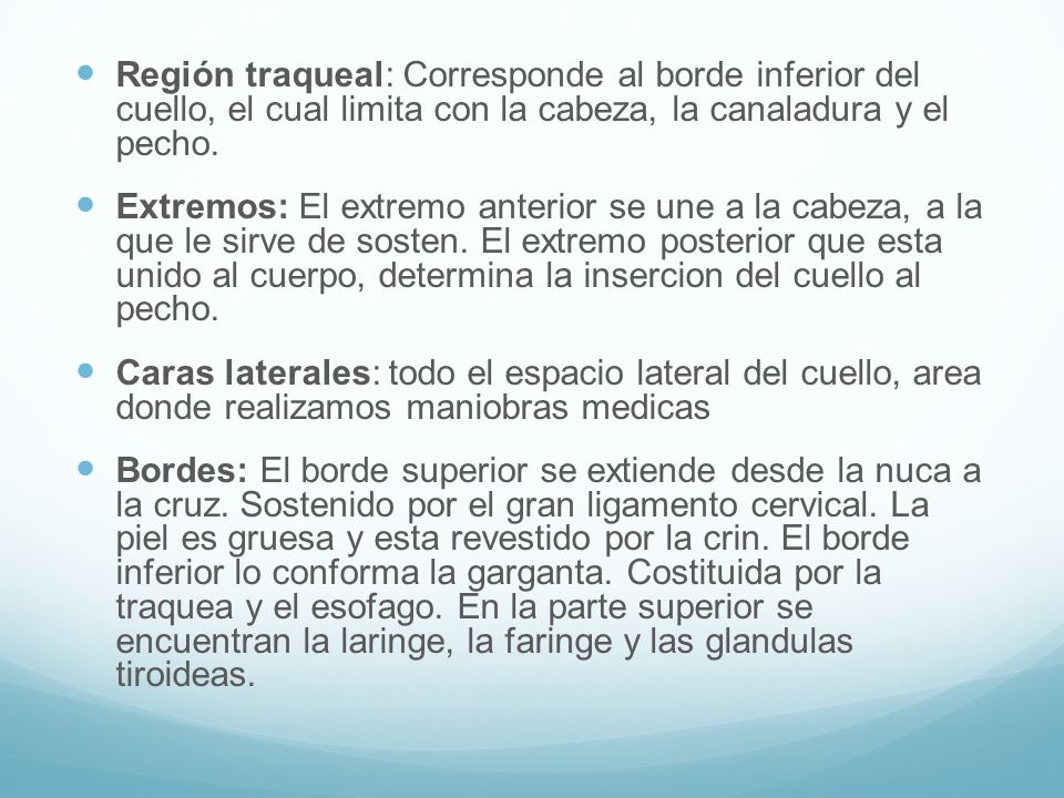 Región traqueal: Corresponde al borde inferior del cuello, el cual limita con la cabeza, la canaladura y el pecho.