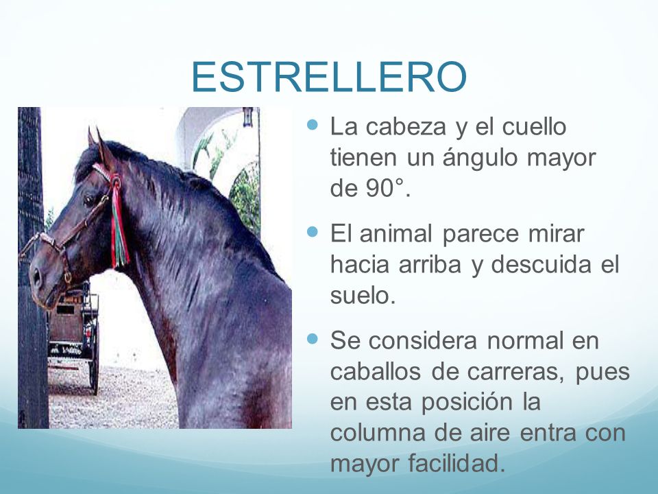 ESTRELLERO La cabeza y el cuello tienen un ángulo mayor de 90°.