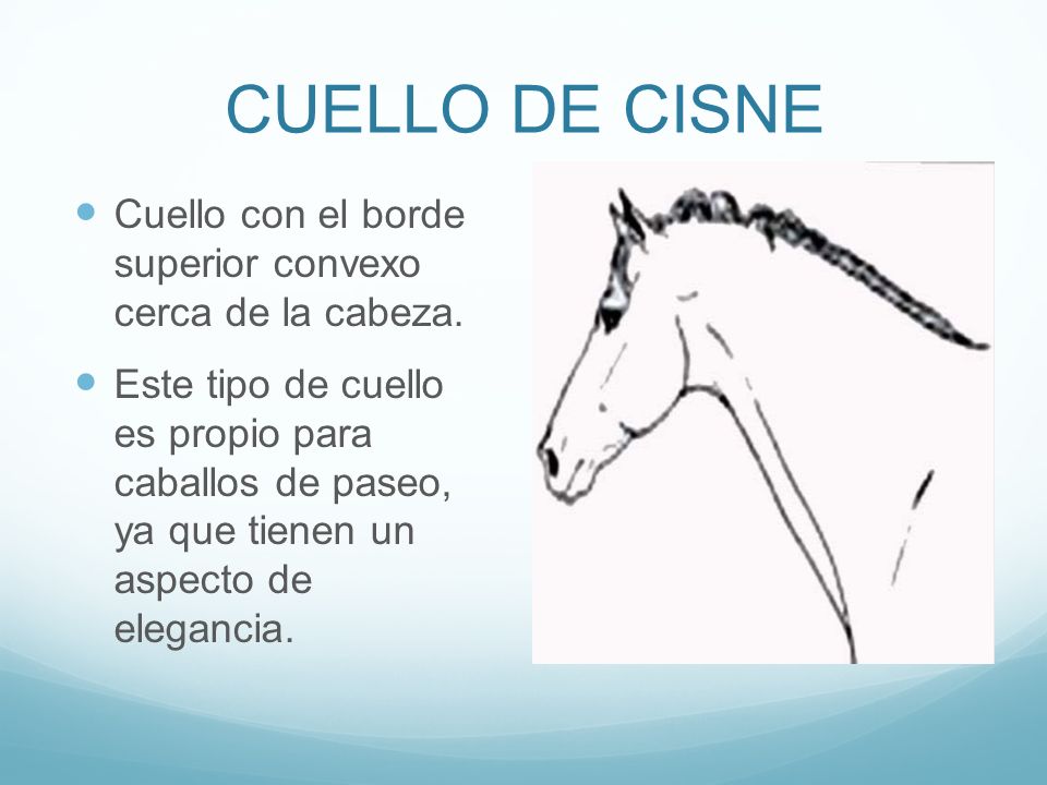 CUELLO DE CISNE Cuello con el borde superior convexo cerca de la cabeza.