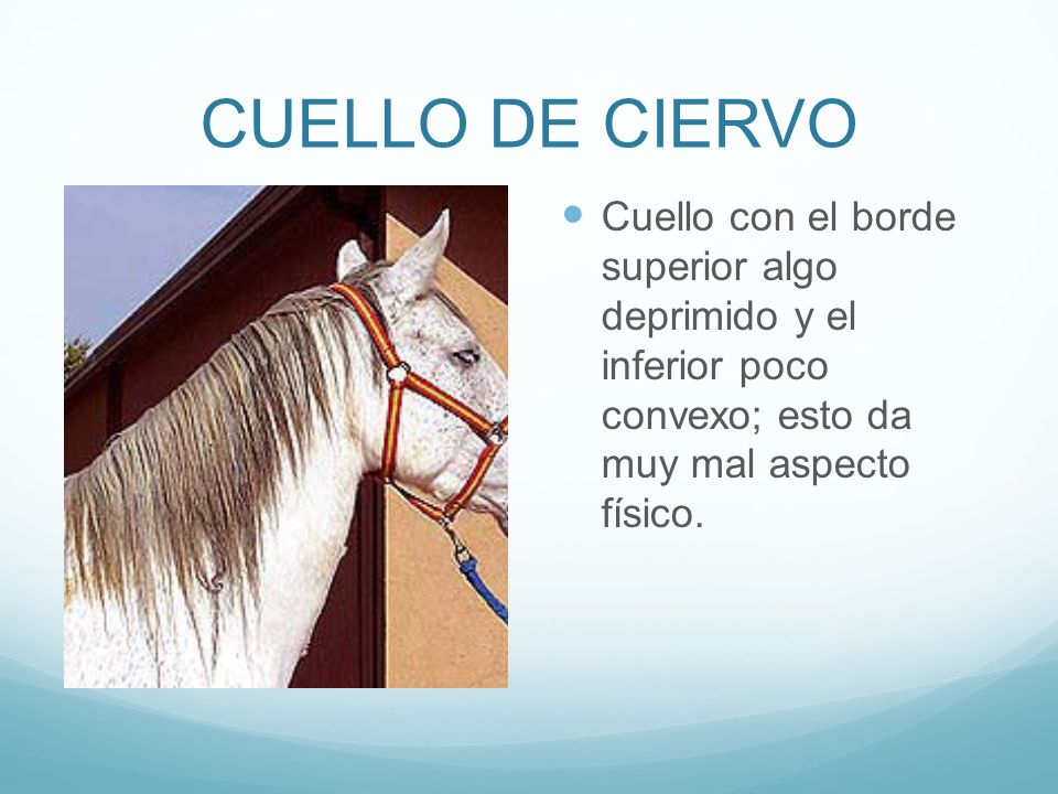 CUELLO DE CIERVO Cuello con el borde superior algo deprimido y el inferior poco convexo; esto da muy mal aspecto físico.