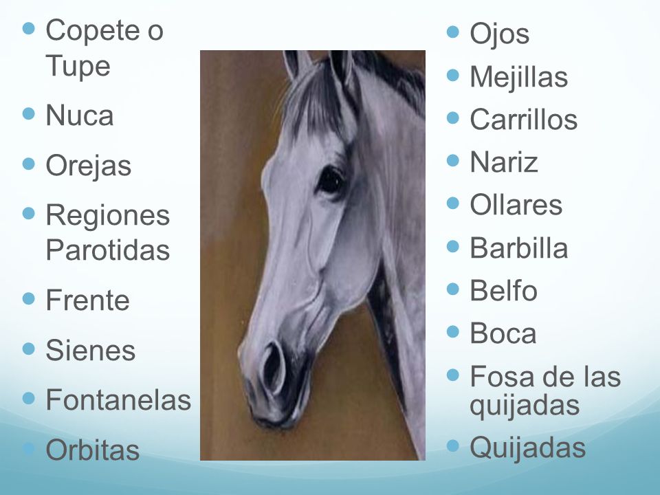 Copete o Tupe Nuca. Orejas. Regiones Parotidas. Frente. Sienes. Fontanelas. Orbitas. Ojos.