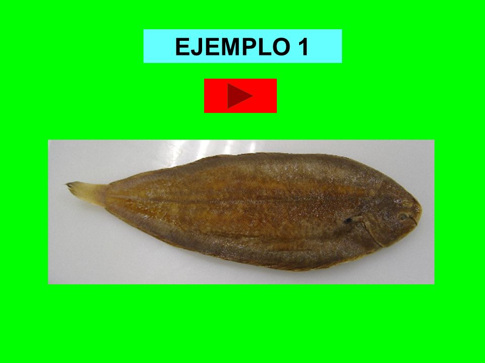 EJEMPLO 1