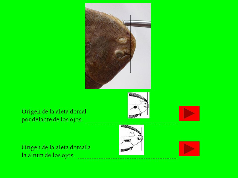 Origen de la aleta dorsal por delante de los ojos.