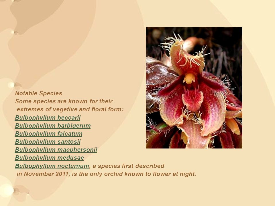 Notable Species Some species are known for their. extremes of vegetive and floral form: Bulbophyllum beccarii.