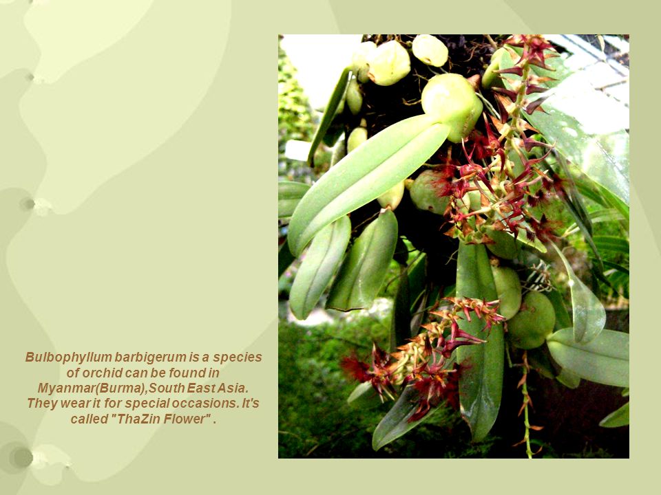 Bulbophyllum barbigerum is a species of orchid can be found in Myanmar(Burma),South East Asia.