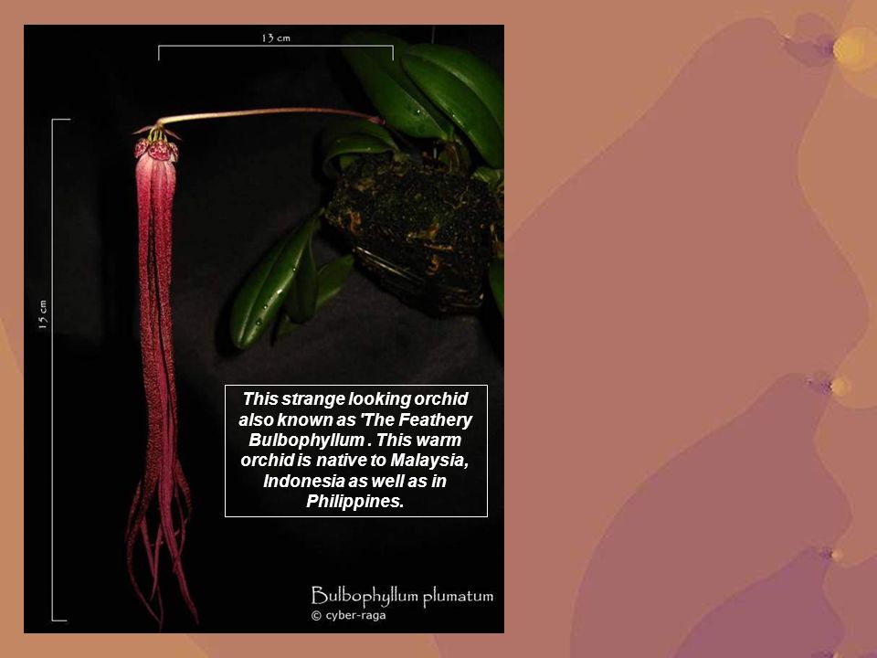 This strange looking orchid also known as The Feathery Bulbophyllum
