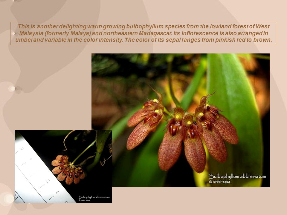 This is another delighting warm growing bulbophyllum species from the lowland forest of West Malaysia (formerly Malaya) and northeastern Madagascar.