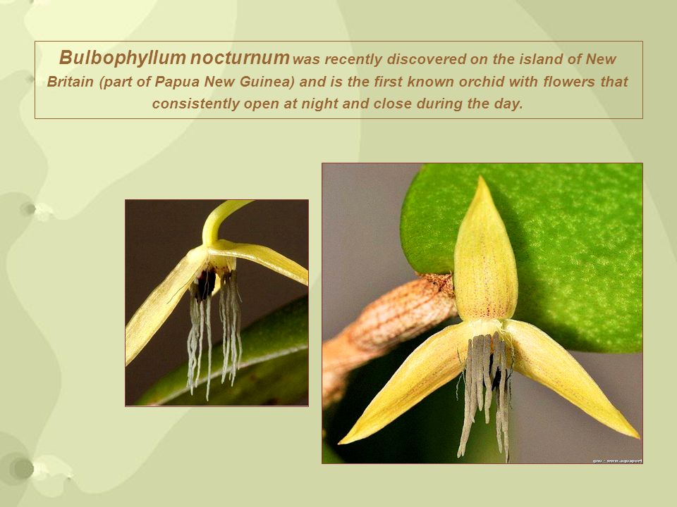 Bulbophyllum nocturnum was recently discovered on the island of New Britain (part of Papua New Guinea) and is the first known orchid with flowers that consistently open at night and close during the day.