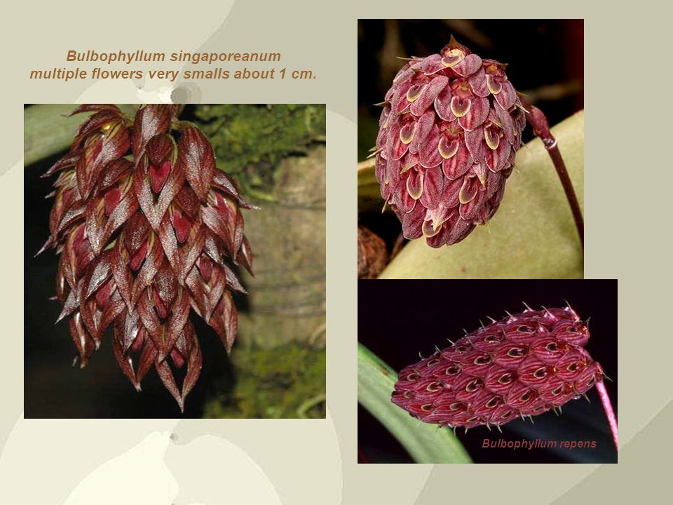 Bulbophyllum singaporeanum multiple flowers very smalls about 1 cm.