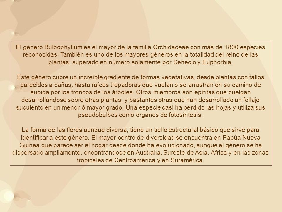 El género Bulbophyllum es el mayor de la familia Orchidaceae con más de 1800 especies reconocidas. También es uno de los mayores géneros en la totalidad del reino de las plantas, superado en número solamente por Senecio y Euphorbia.