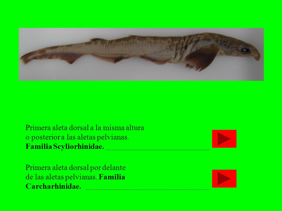 Primera aleta dorsal a la misma altura o posterior a las aletas pelvianas. Familia Scyliorhinidae.
