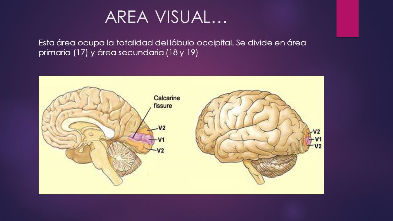 AREA VISUAL… Esta área ocupa la totalidad del lóbulo occipital.
