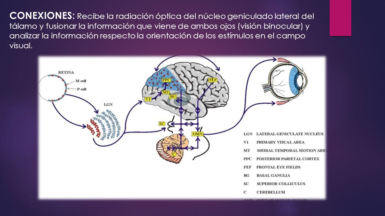 CONEXIONES: Recibe la radiación óptica del núcleo geniculado lateral del tálamo y fusionar la información que viene de ambos ojos (visión binocular) y analizar la información respecto la orientación de los estímulos en el campo visual.
