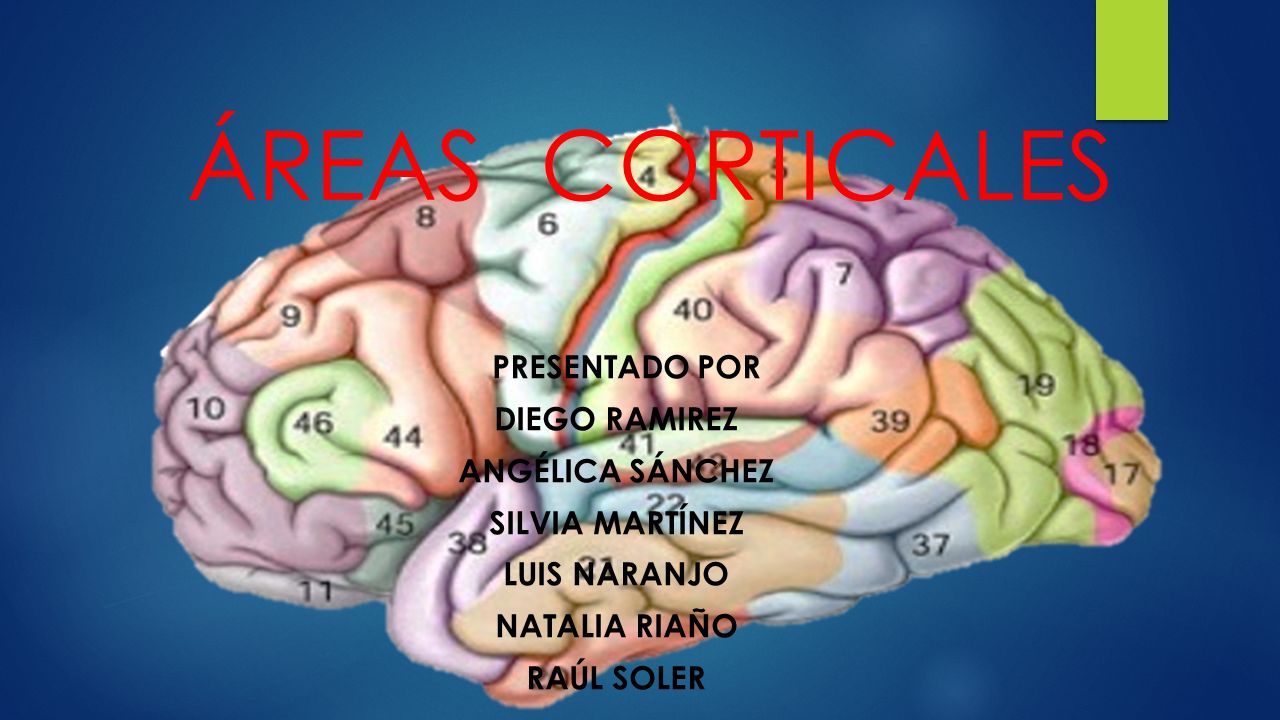 ÁREAS CORTICALES Diego RAMIREZ Angélica Sánchez Silvia Martínez