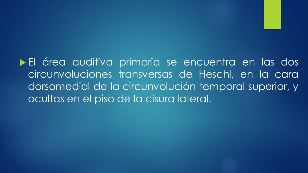 El área auditiva primaria se encuentra en las dos circunvoluciones transversas de Heschl, en la cara dorsomedial de la circunvolución temporal superior, y ocultas en el piso de la cisura lateral.