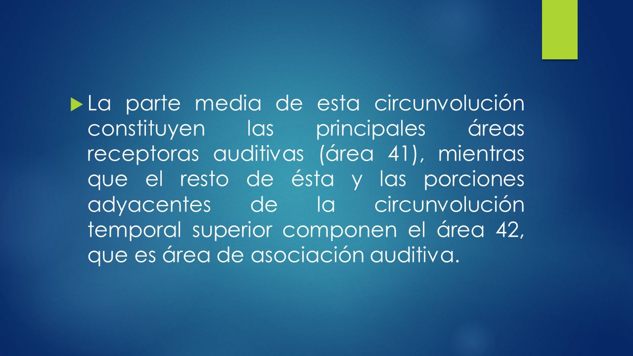 La parte media de esta circunvolución constituyen las principales áreas receptoras auditivas (área 41), mientras que el resto de ésta y las porciones adyacentes de la circunvolución temporal superior componen el área 42, que es área de asociación auditiva.