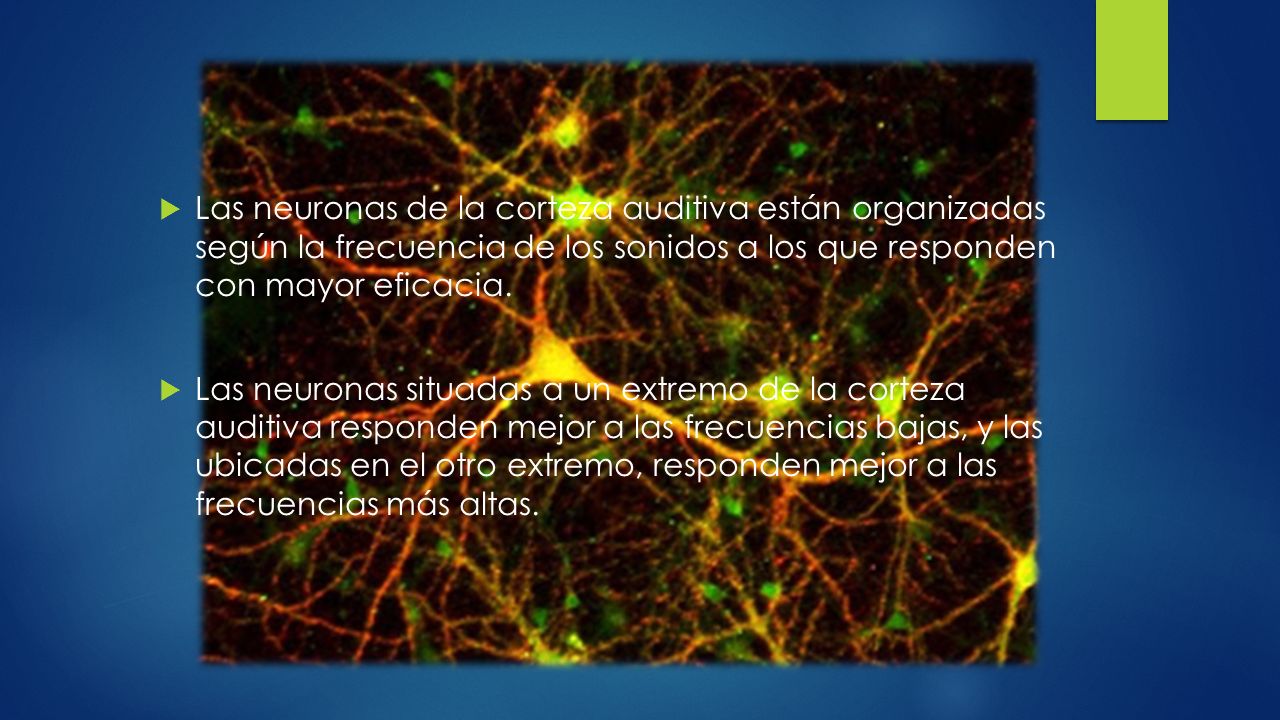 Las neuronas de la corteza auditiva están organizadas según la frecuencia de los sonidos a los que responden con mayor eficacia.