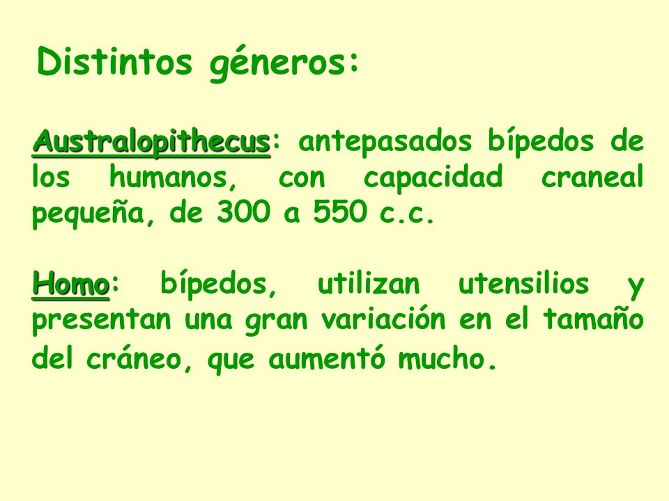 Distintos géneros: Australopithecus: antepasados bípedos de los humanos, con capacidad craneal pequeña, de 300 a 550 c.c.