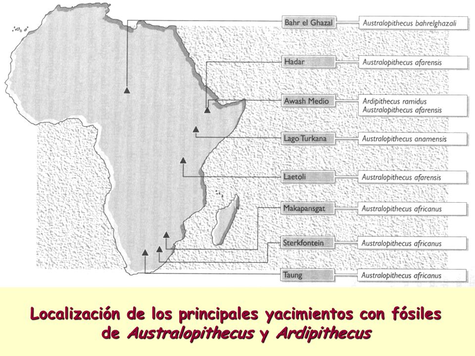 Localización de los principales yacimientos con fósiles de Australopithecus y Ardipithecus